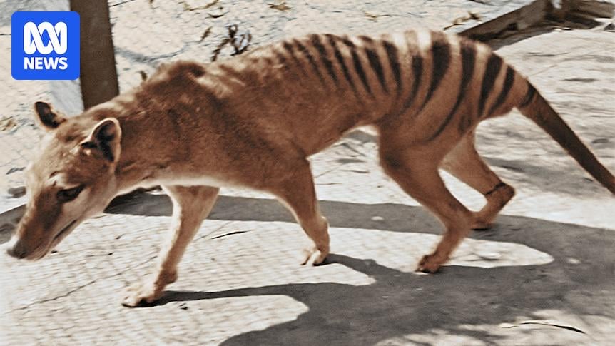 Tasmanian tiger footprints show the carnivorous marsupial once roamed South Australian coast