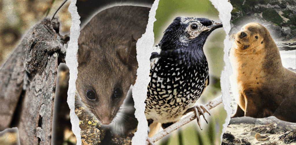 Australia claims it is ‘on track’ to save nature. We disagree
