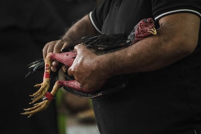 A man holds his rooster.