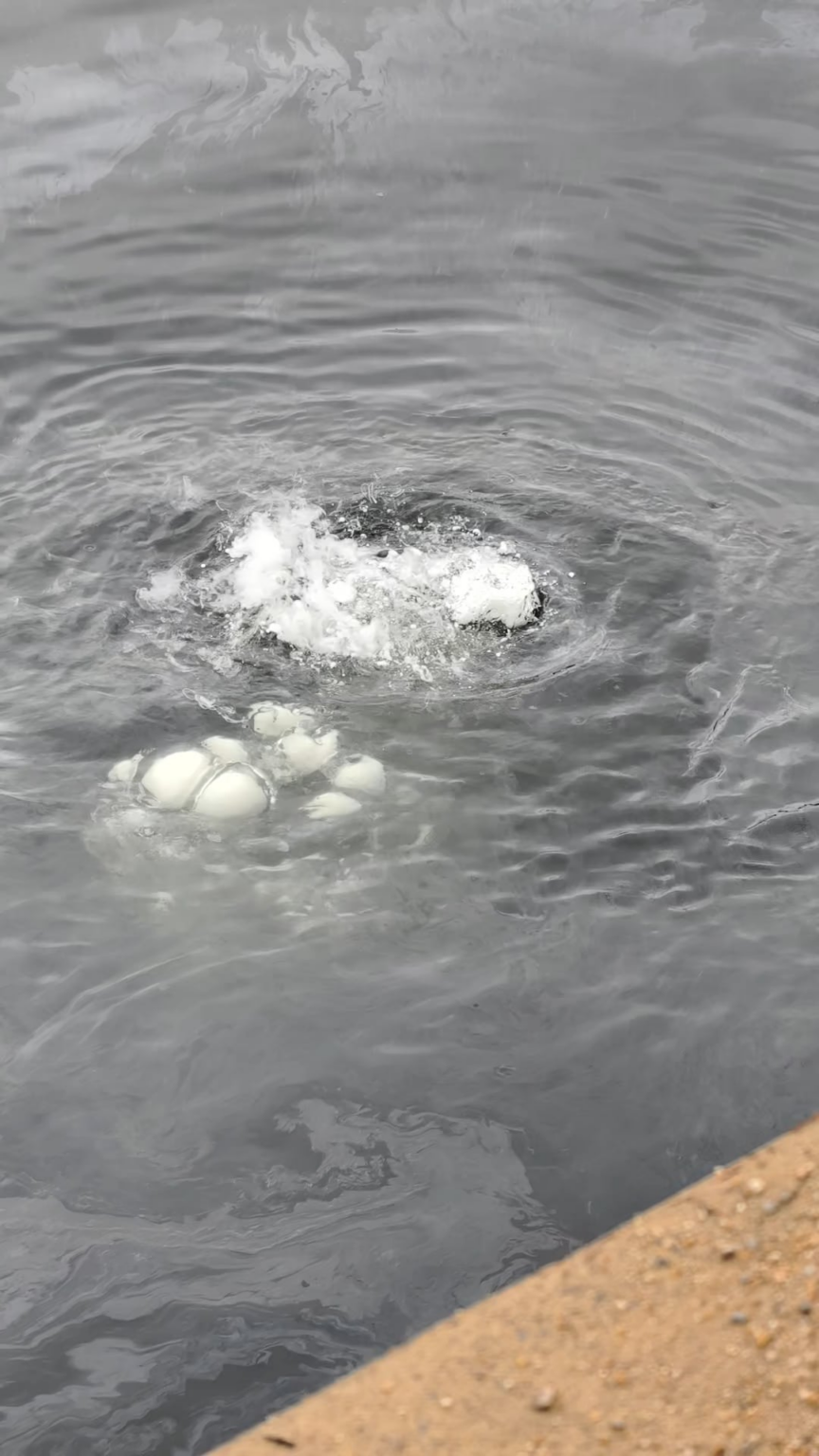 Mystery smoke and bubbles from the water near the fish markets