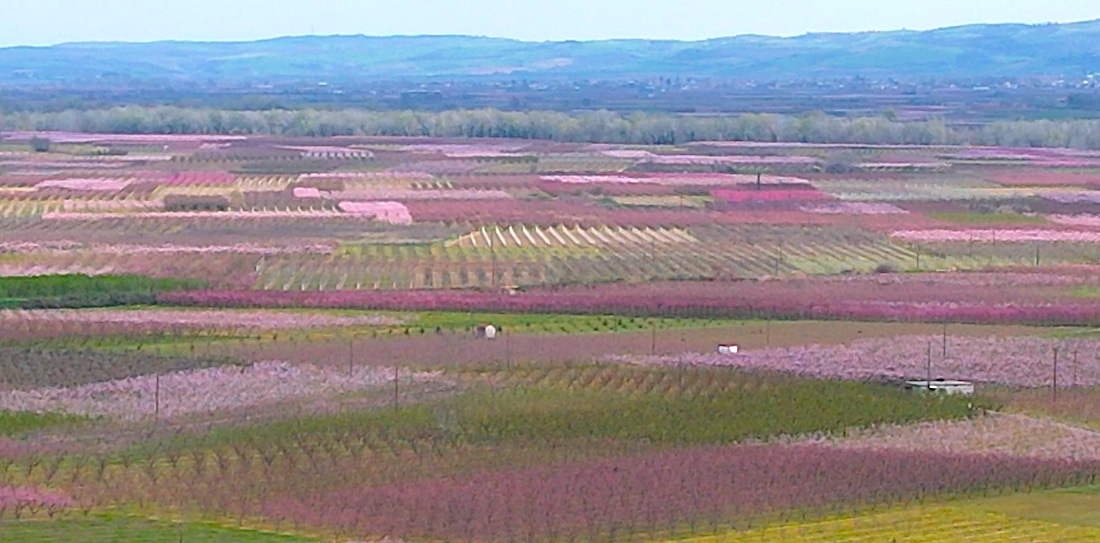 Peach-Blossom__Imathia