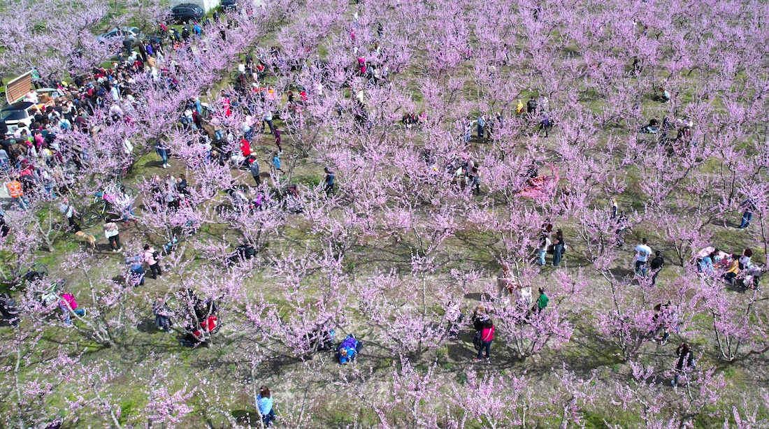 Peach-Blossom__Imathia