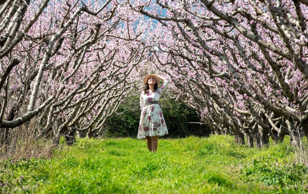 Peach Blossoms of Imathia in Greece