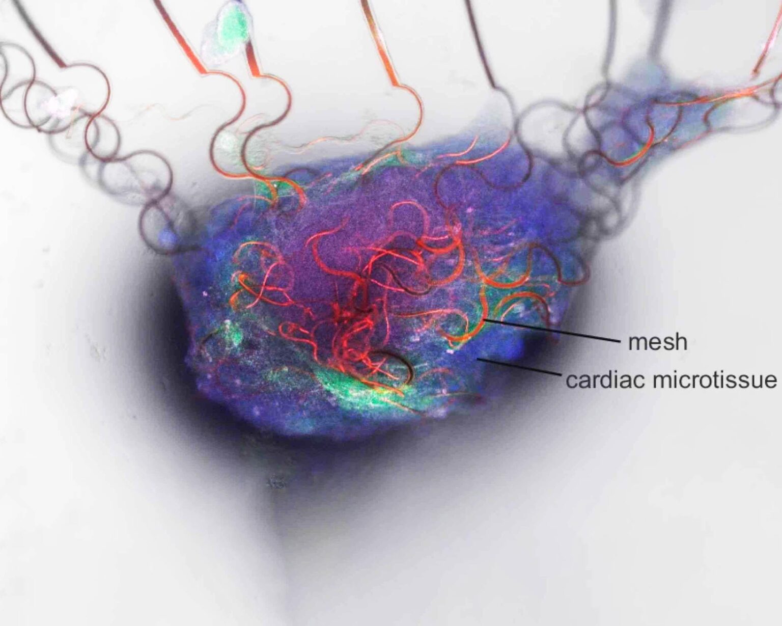 Scientists create the first artificial neuron capable of communicating with the human brain