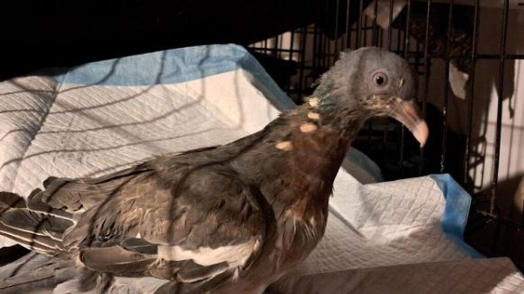 ‘Pigeons aren’t rats with wings’: Armley woman’s mission to save 'pests' across Leeds