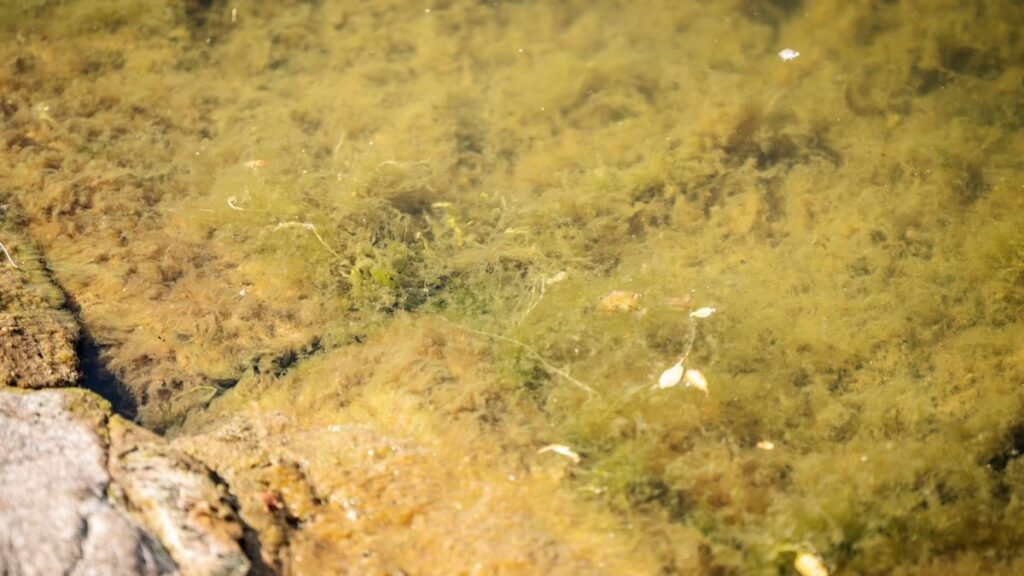 'I've never seen anything like it': Kent has already found grease in the water