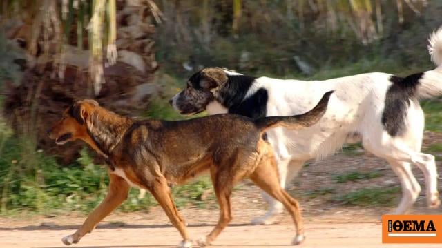 In the ICU of the tourist who was attacked by a pack of dogs in Pieria, a deputy mayor was arrested