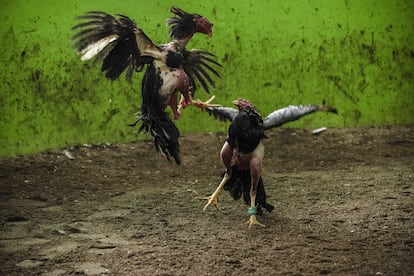 Roosters during a fight.