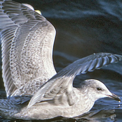 This Week’s Bird Sightings - The Provincetown Independent