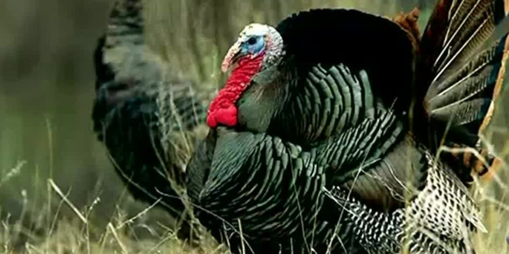 DNR hosts ‘learn to hunt’ workshops ahead of spring turkey season
