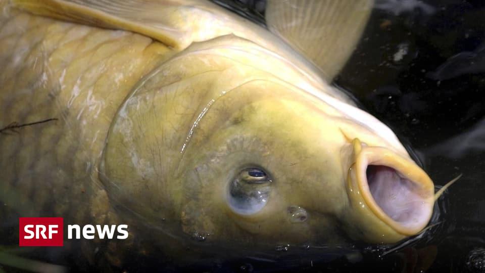 “Agonizing slaughter” – Descent into Swiss rivers ends fatally for many fish | While fish passage has been technically solved at many river power plants, fish passage remains an unsolved problem.