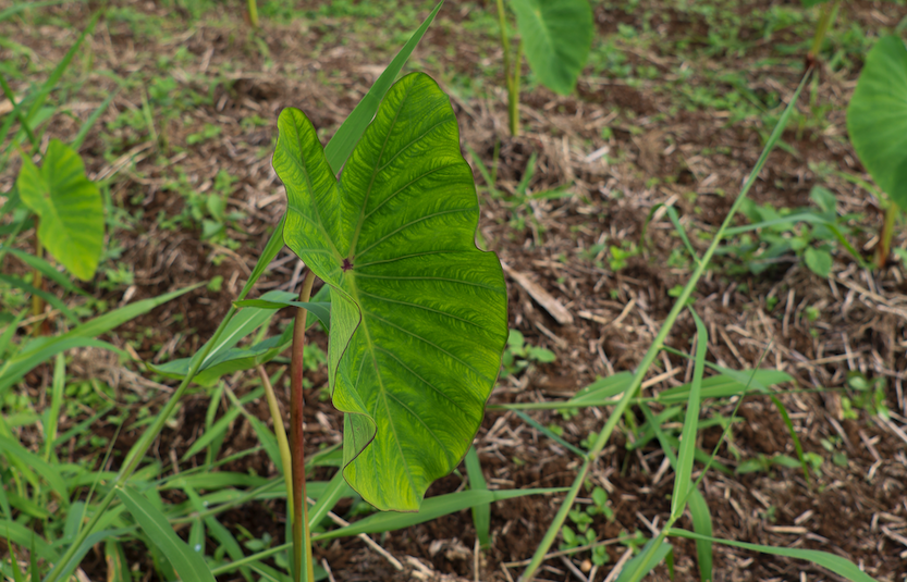Allow Food Banks To Buy Locally Grown Food Directly