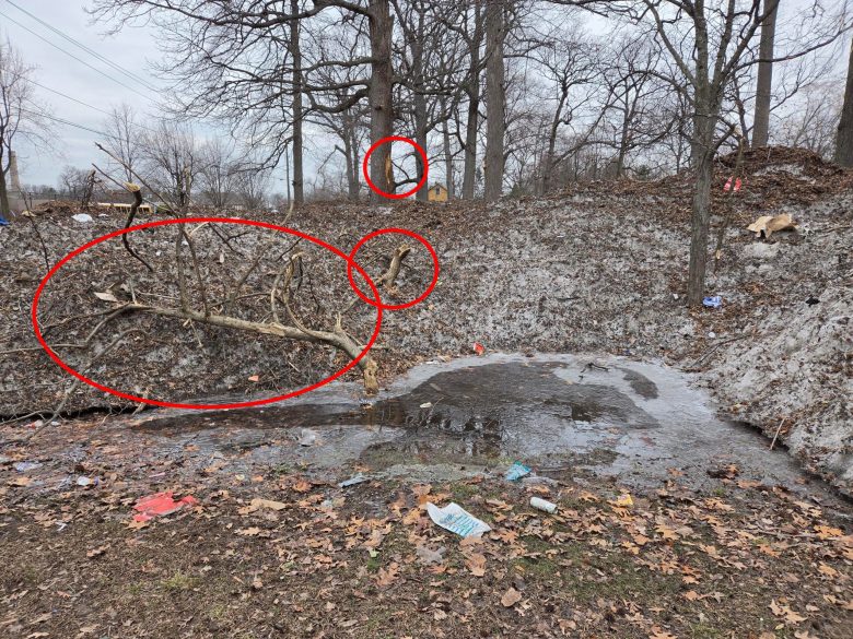 Snow dump damage to trees