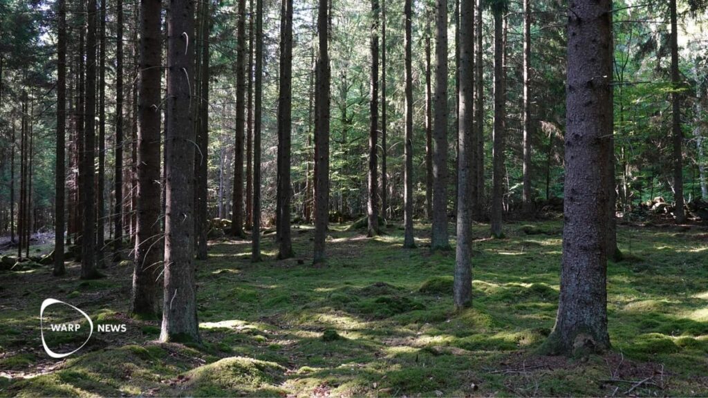 🌲 Sweden’s forests are growing – every harvested tree is replaced with two to three new seedlings 🌲 Sweden's forests are growing – every harvested tree is replaced with two to three new seedlings