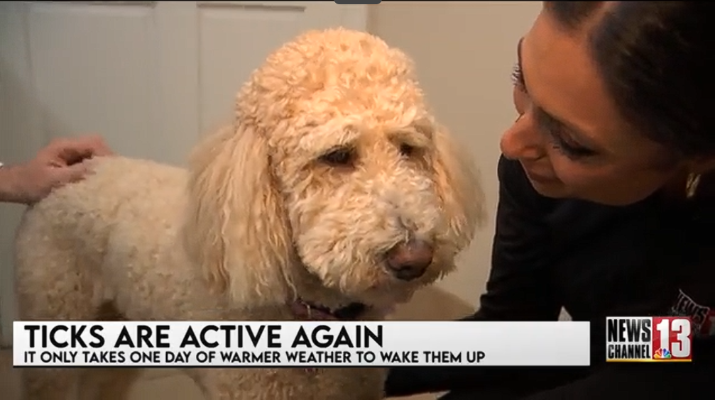 Warning from Malta vet: Tick season active above 35 degrees