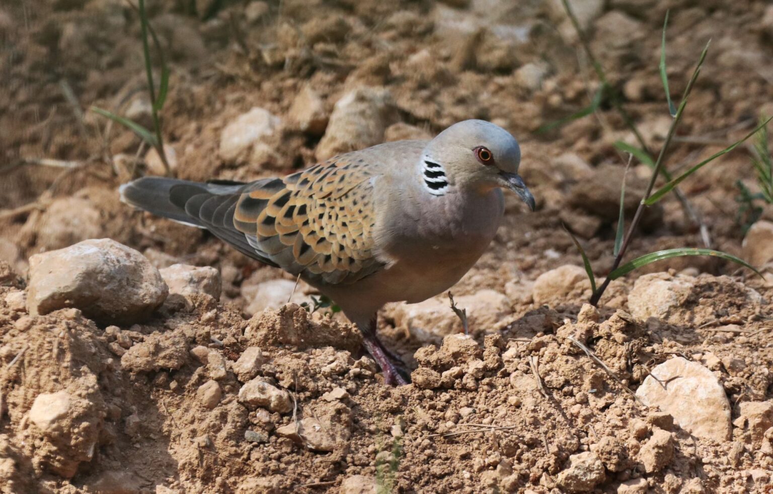 New EU data confirms spring hunting cannot be justified – BirdLife Malta
