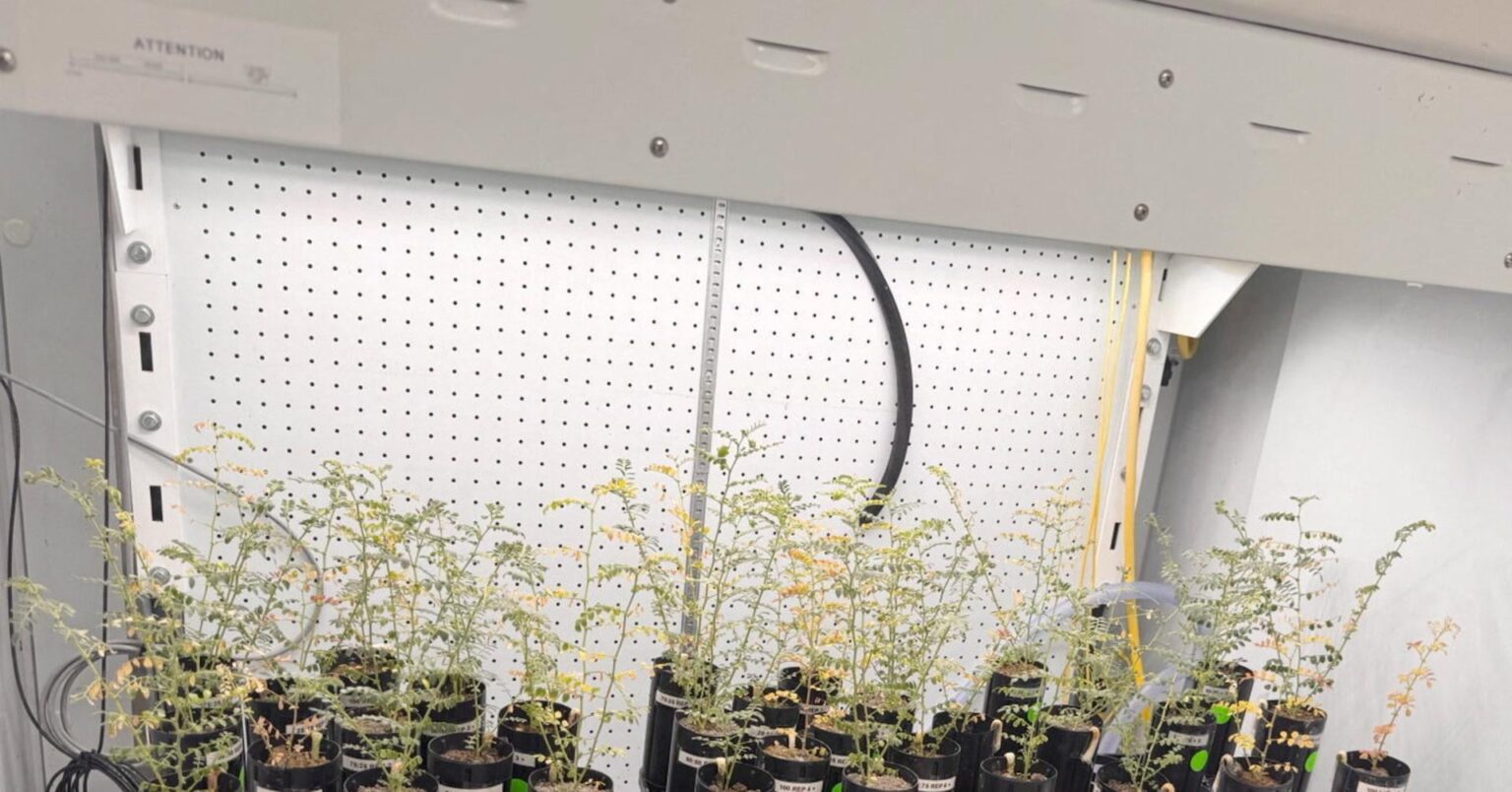 With lunar missions looming, scientists grow chickpeas in 'moon dirt'