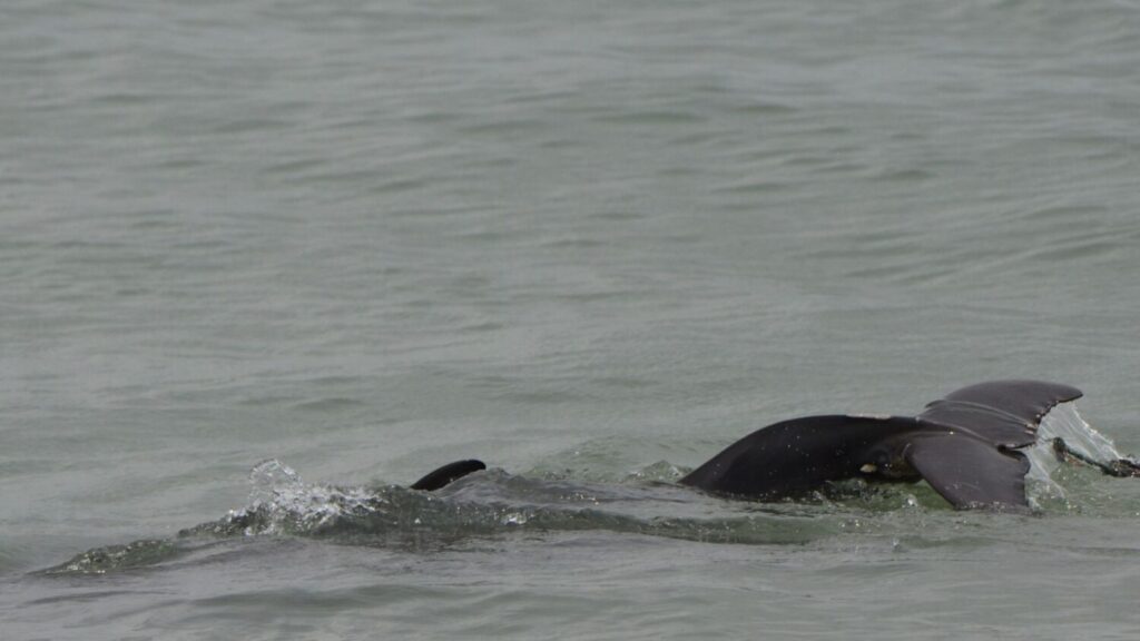 entangled dolphin