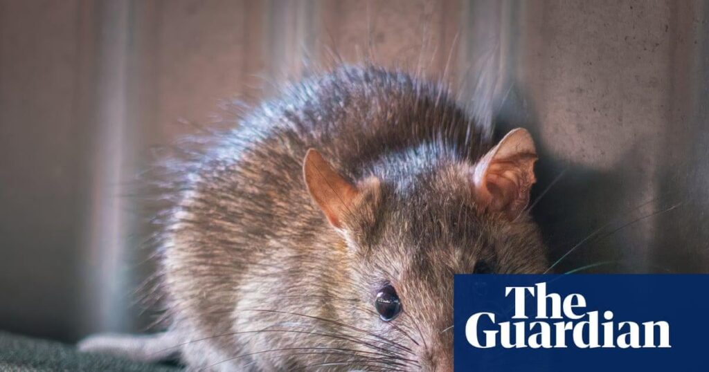 Sale of rat poisons could be restricted to protect Australian wildlife | Australia news