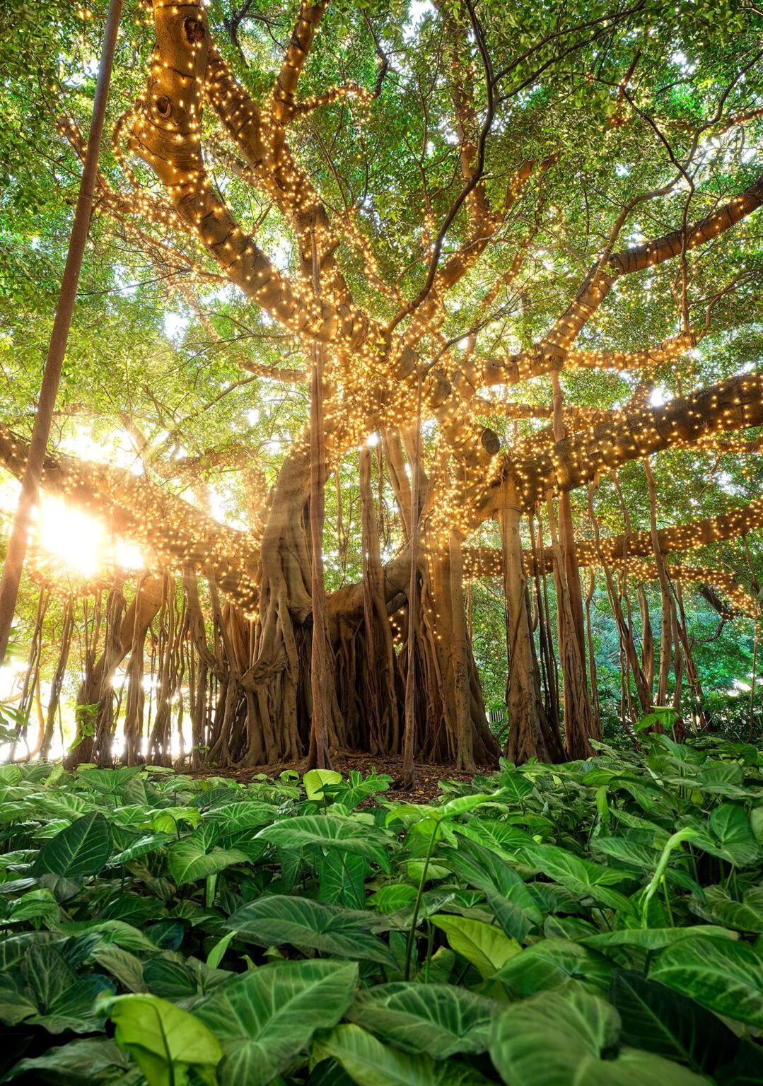 Ive been trying to capture this image for years - Fairy Trees, Brisbane City Botanic Gardens