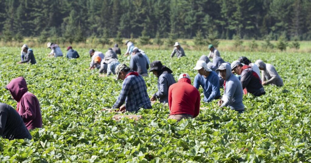 Canada is letting rural employers hire more temporary foreign workers. Economists say it’s a misstep