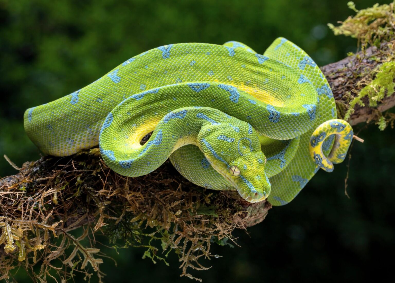 Python blood could be used to create safer weight-loss drugs