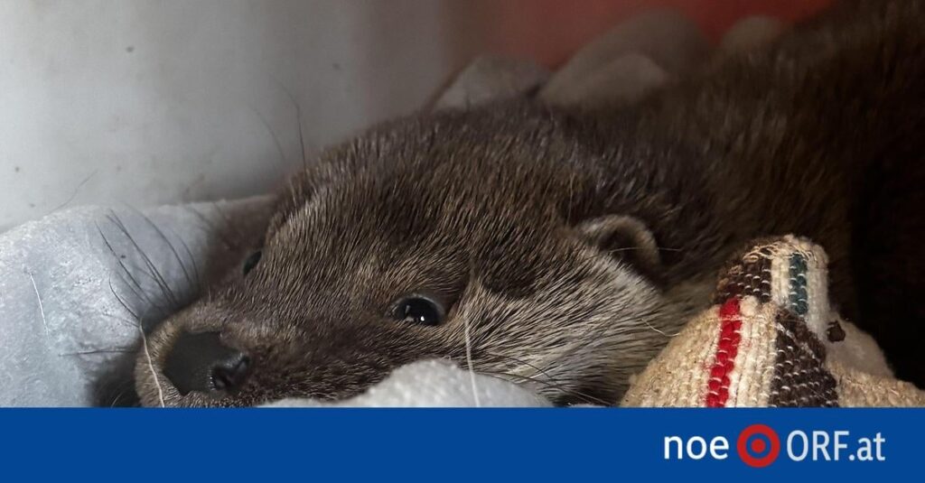 Injured baby otter ran after woman