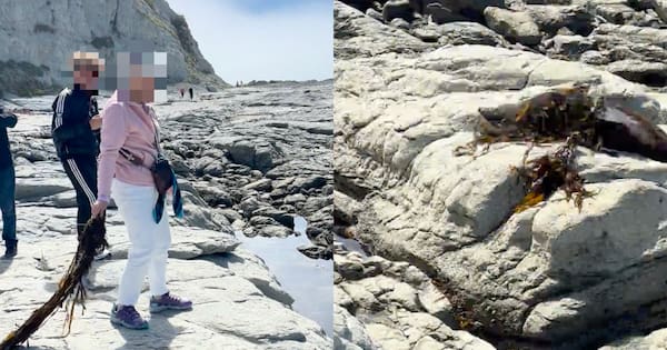 DOC investigates after woman seen throwing seaweed at Kaikōura seal