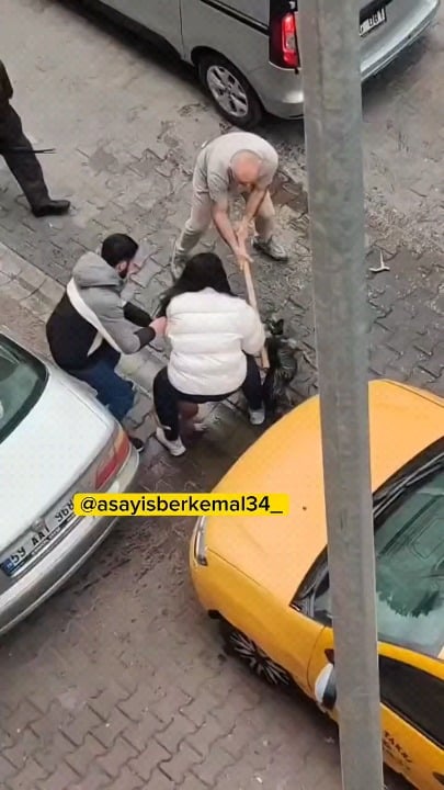 The owner dog was attacked by a pit bull in Tekirdağ Çorlu and was seriously injured.