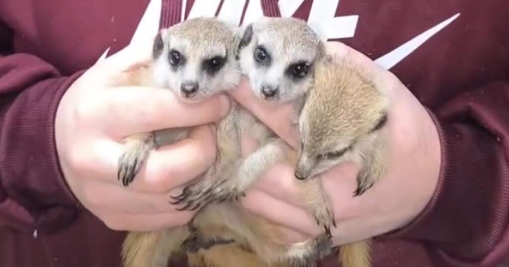 Meerkats not suitable as pets, MSPCA warns after Facebook ad