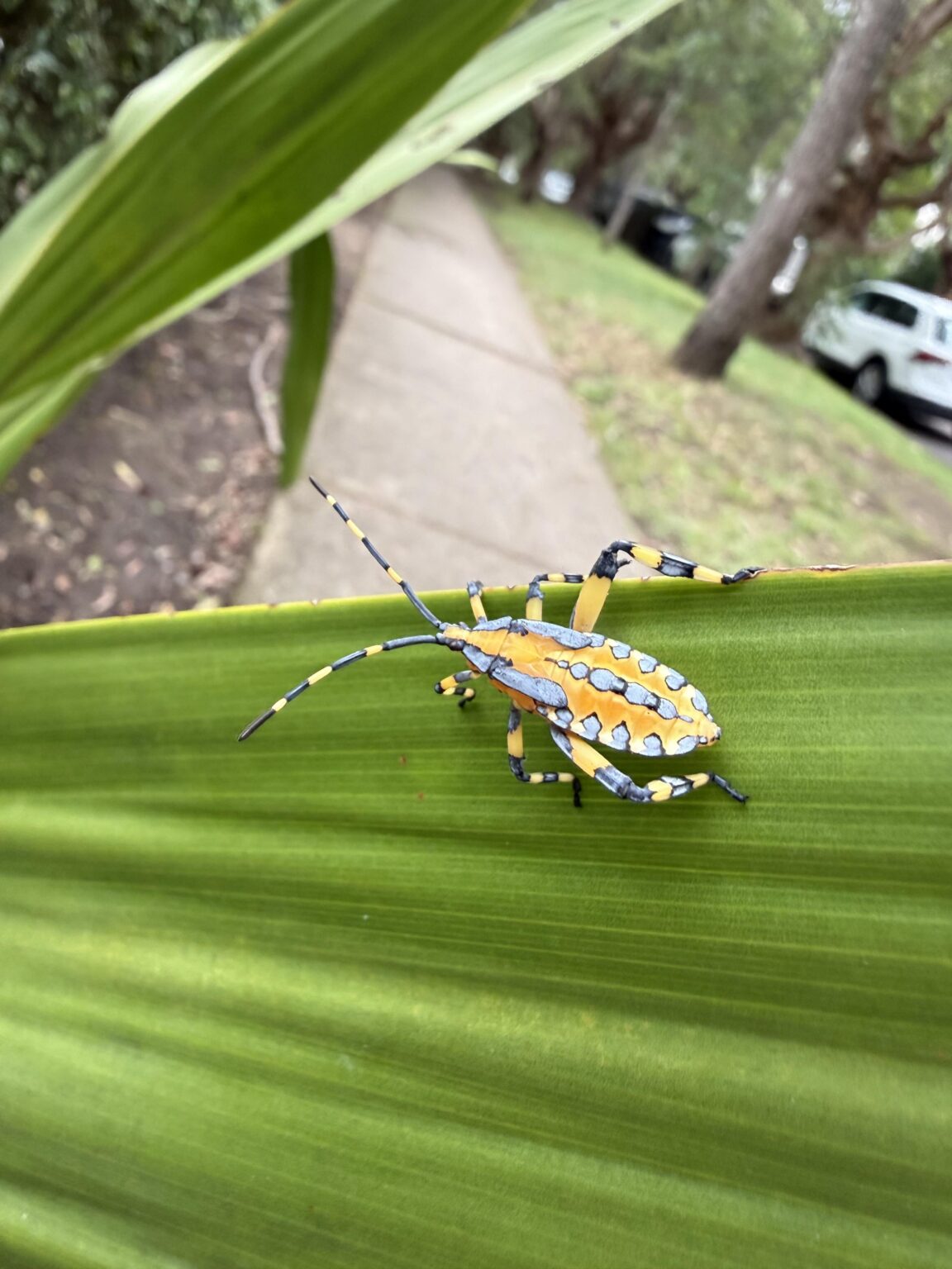 Who is this little fella?