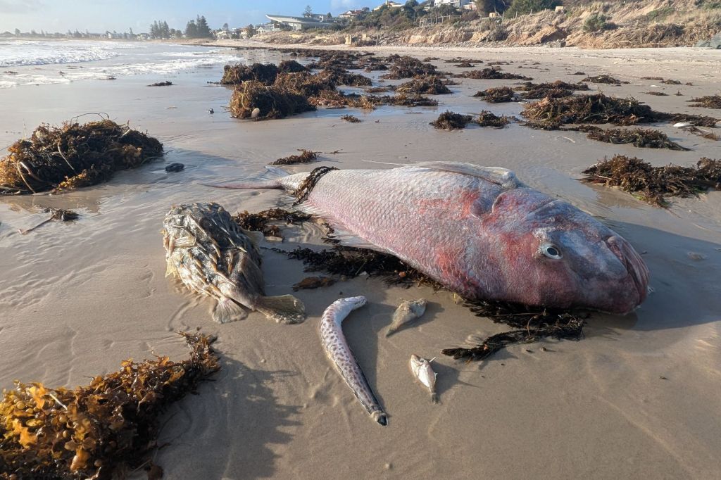 Too little, too late: alarm as state pollies 'ignore' SA's environment - News