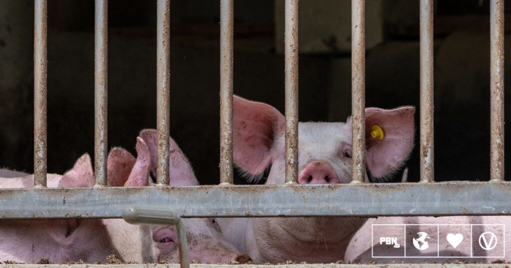 Animal Agriculture Gets 'Scandalous' 77% Of EU CAP Subsidies Worth €39 Billion Per Year