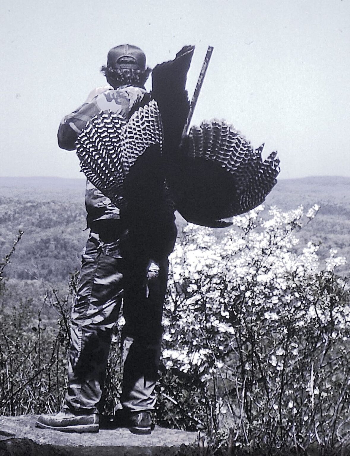 Wild Turkey Numbers Falling