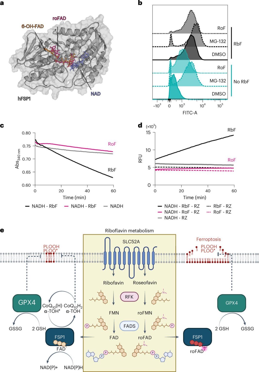 How vitamin B2 could pave the way to new cancer therapies