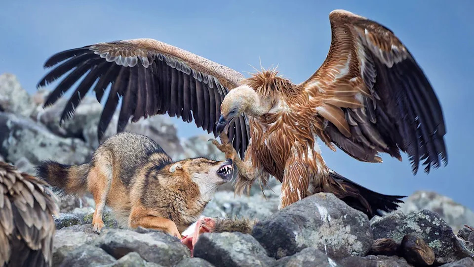 A vulture with outstretched wings confronts a snarling fox on rocky terrain, over a piece of meat, capturing a tense moment. 