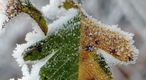 Frosts Will Hit Latvia – Meteorologists Frosts Will Hit Latvia - Meteorologists