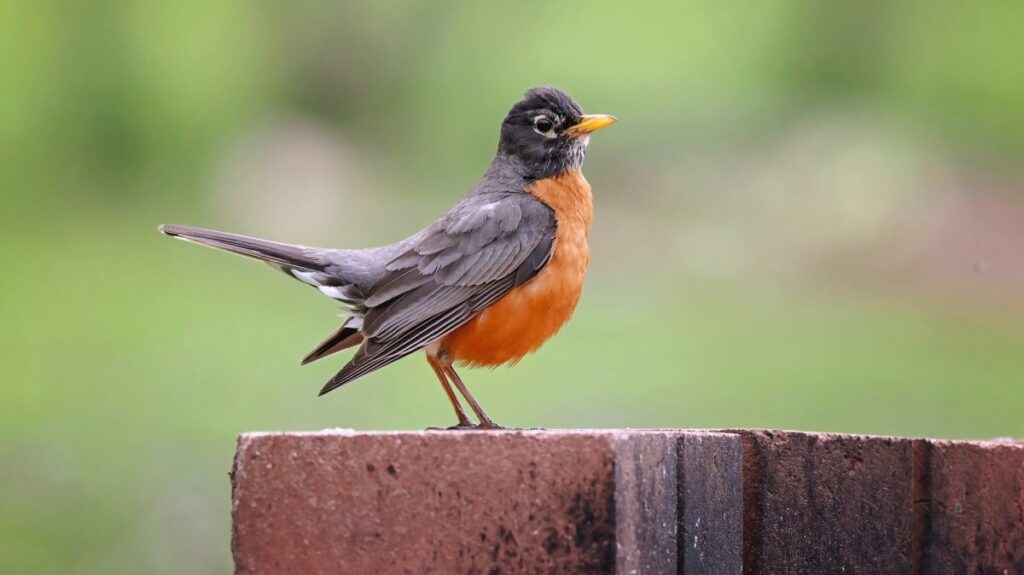 4 myths about backyard birds, debunked 4 myths about backyard birds, debunked