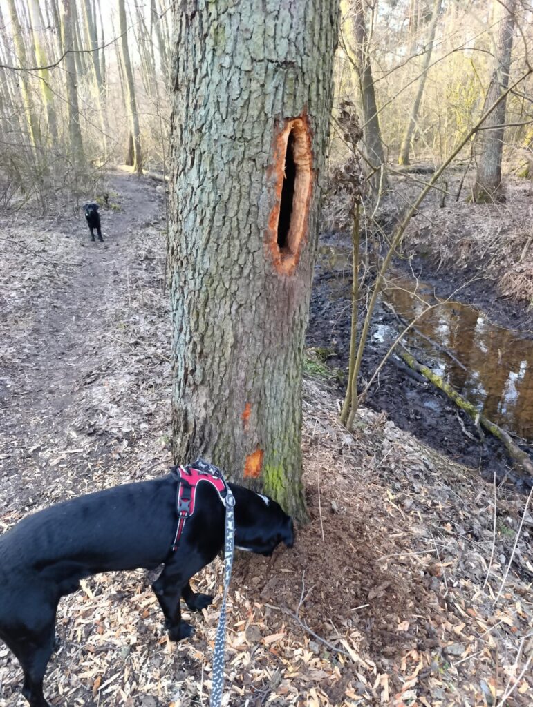 Do woodpeckers also have ADHD?