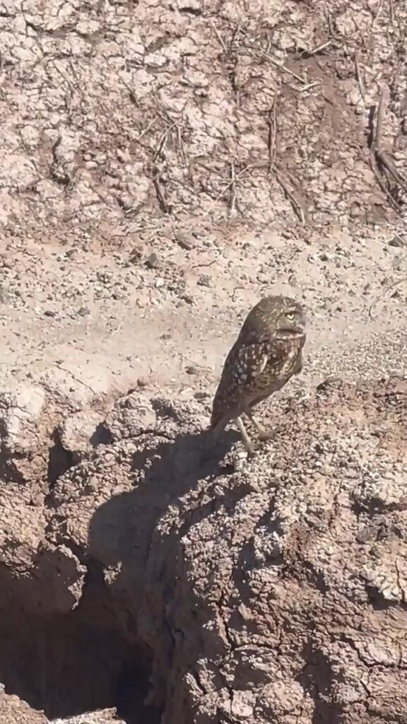 Drove out to the Salton Sea to see some burrowing owls Drove out to the Salton Sea to see some burrowing owls