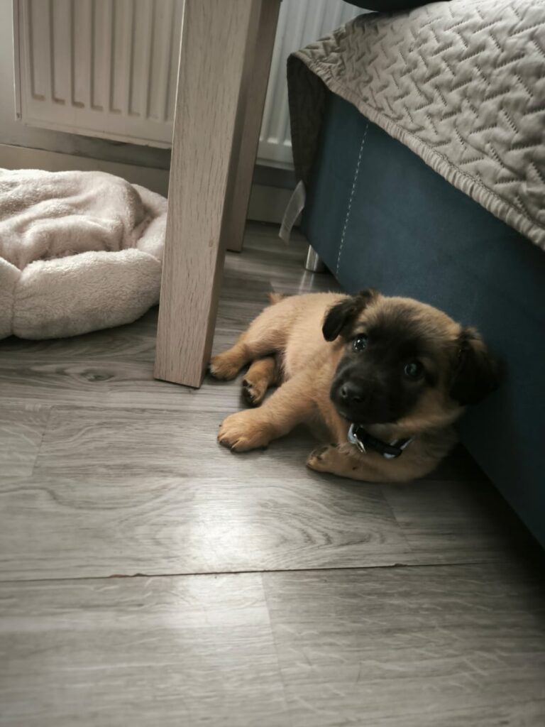 I have a new dog♥️♥️