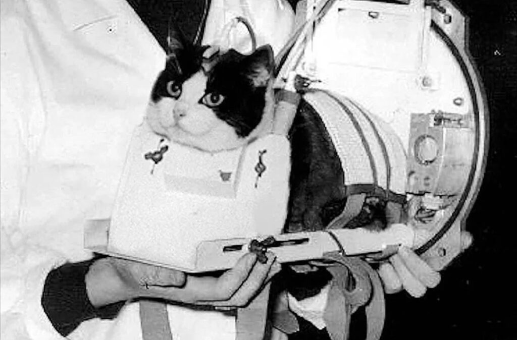 This is Félicette, a stray cat that became the first feline launched into space on 18 October 1963, as part of the French space program. Weighing just five and a half pounds, she was chosen for her calmness and resilience, making her the perfect candidate for the mission.⁠