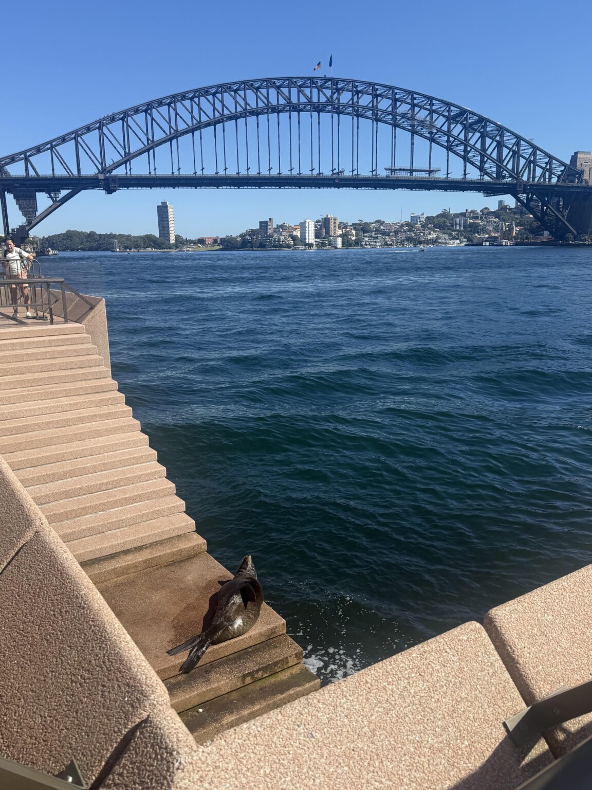 Benny The Seal is chilling out today at the Opera House