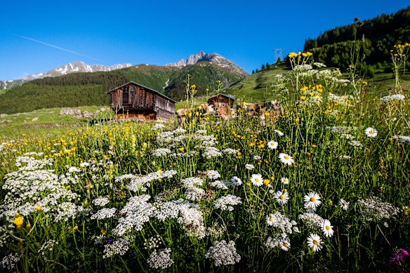 A wildflower-filled valley where alpine huttes are available for stays.