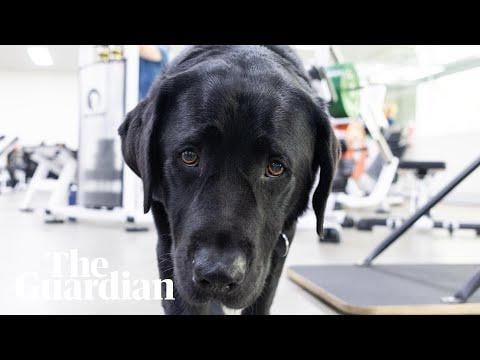 Too lazy to be a guide dog: how Marcus found his calling as a therapy animal