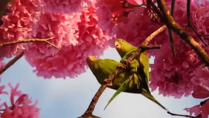 Father Kiko congratulates you on the arrival of spring in advance