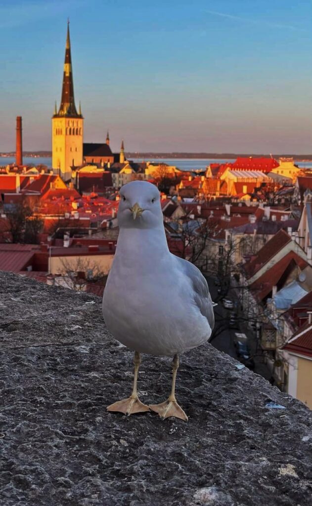 Old town seagull boss