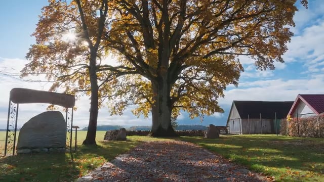The Oak of Laukiai has won 2026 European Tree of the Year.