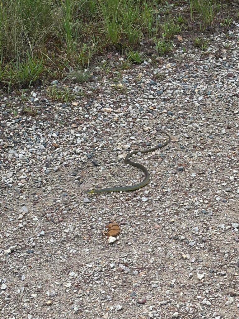 Snake ID