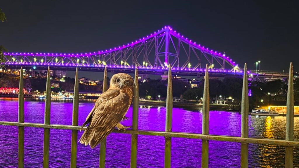 Boobook Owl